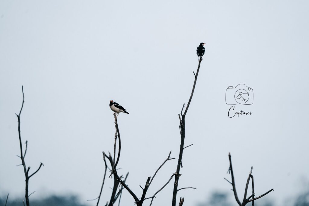 Birds photograph by SidduVerse — SID07930