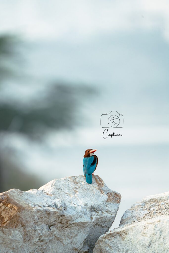 Birds photograph by SidduVerse — SID07951
