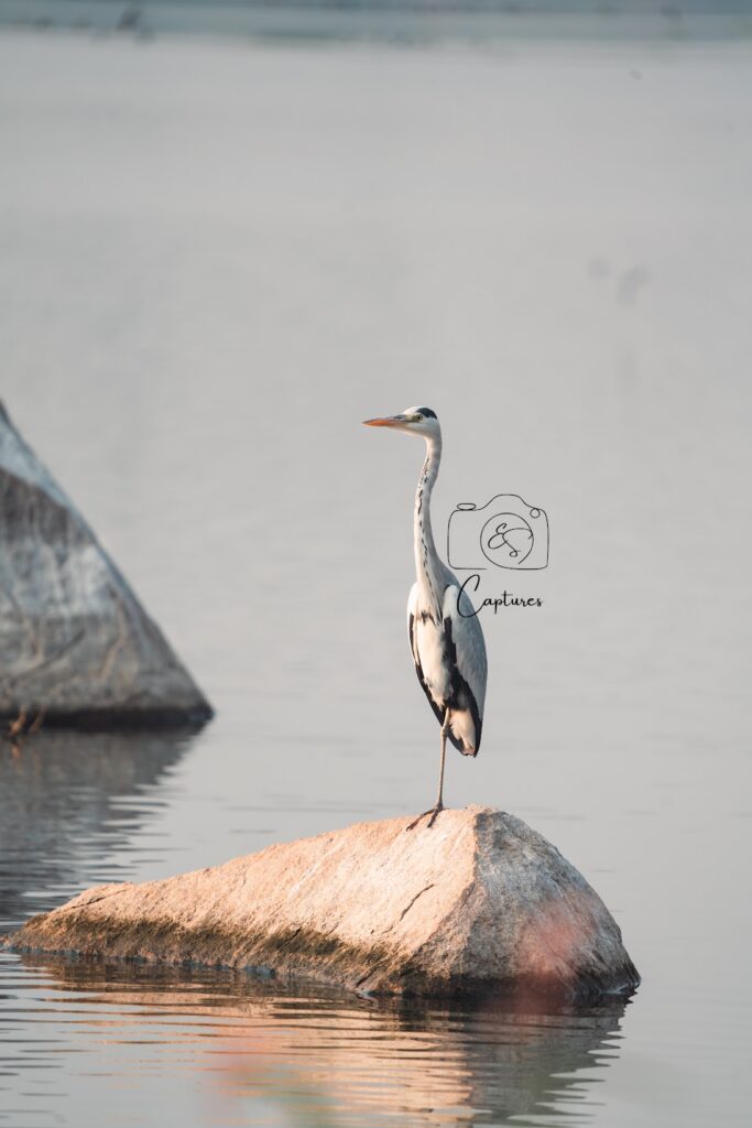 Birds photograph by SidduVerse — SID07964
