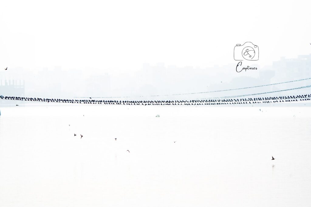 Birds photograph by SidduVerse — SID07967
