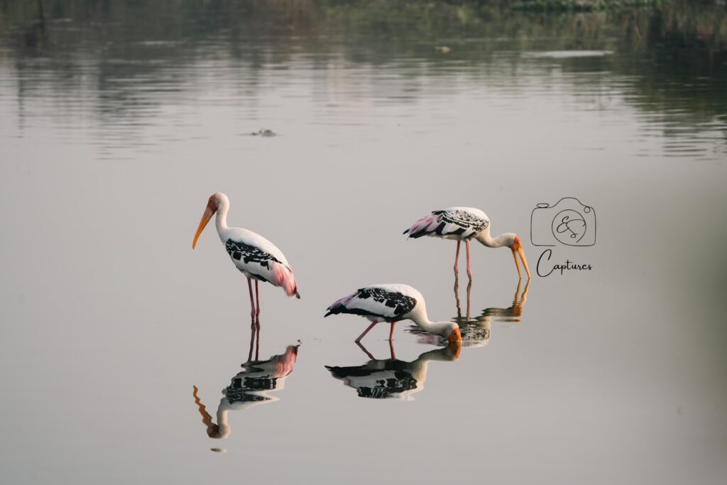 Birds photograph by SidduVerse — SID07984
