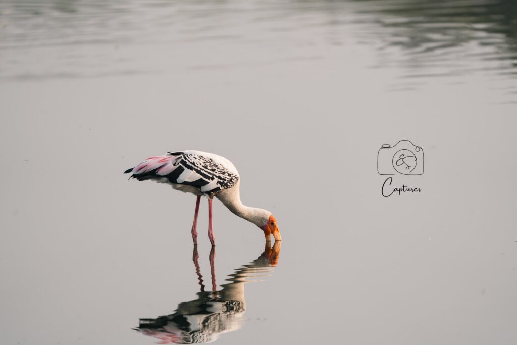 Birds photograph by SidduVerse — SID07987