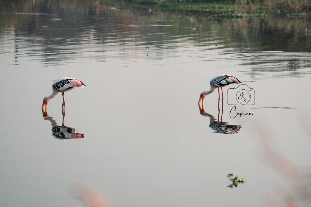 Birds photograph by SidduVerse — SID07996