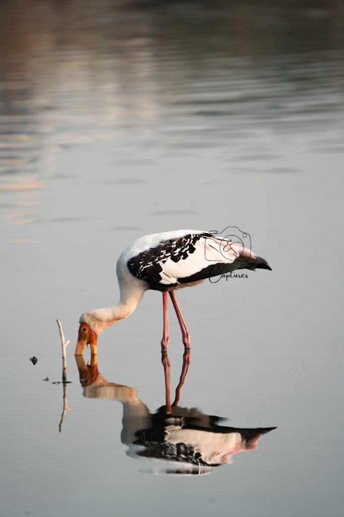 Birds photograph by SidduVerse — SID08001