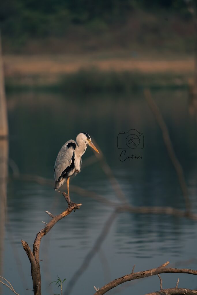 Birds photograph by SidduVerse — SID08015