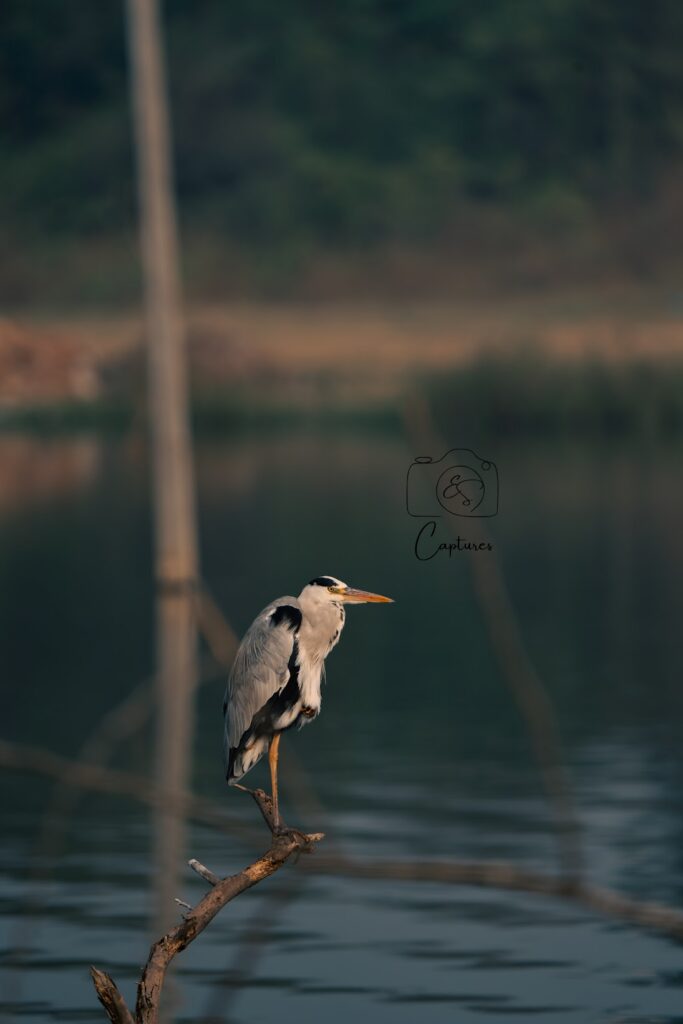 Birds photograph by SidduVerse — SID08017
