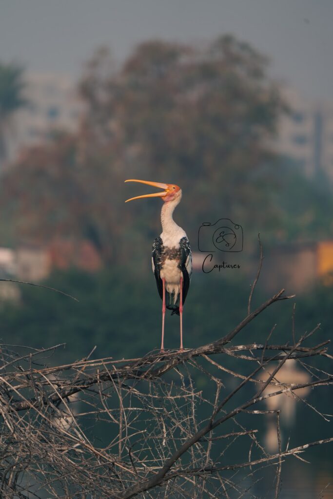Birds photograph by SidduVerse — SID08025