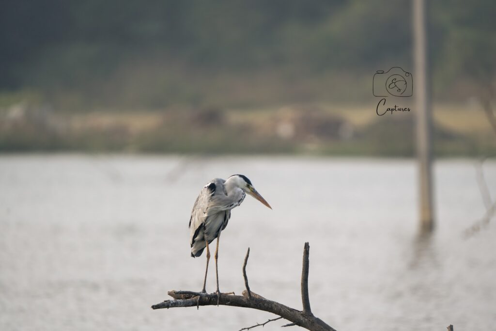 Birds photograph by SidduVerse — SID09112