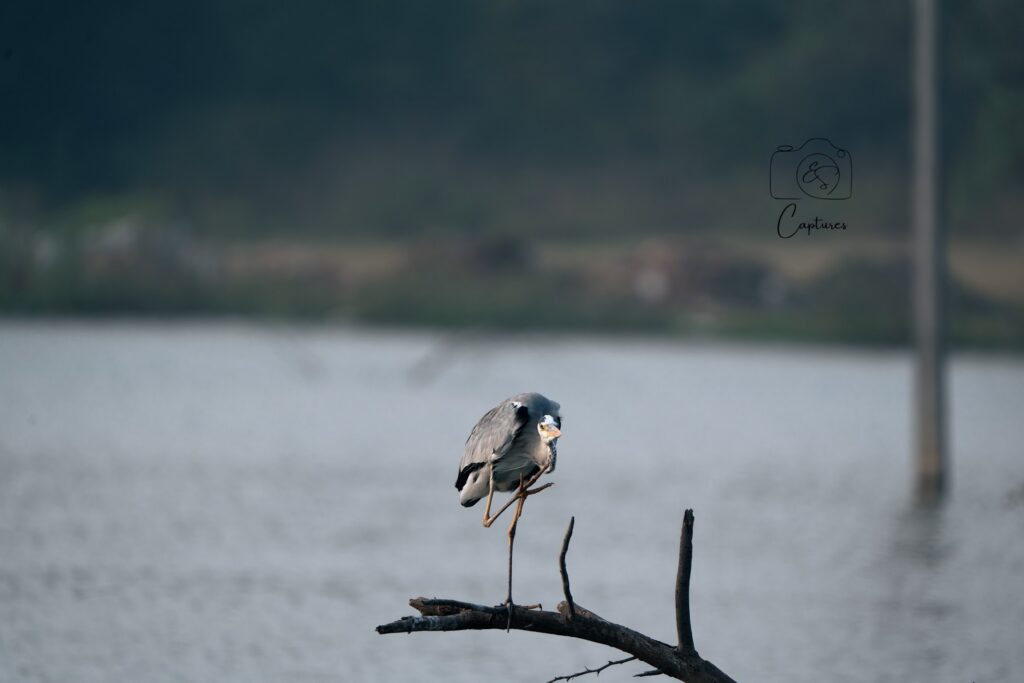 Birds photograph by SidduVerse — SID09114
