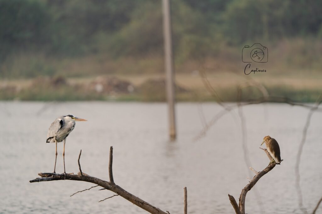 Birds photograph by SidduVerse — SID09121