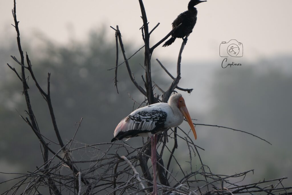 Birds photograph by SidduVerse — SID09133