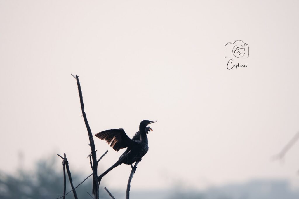 Birds photograph by SidduVerse — SID09136