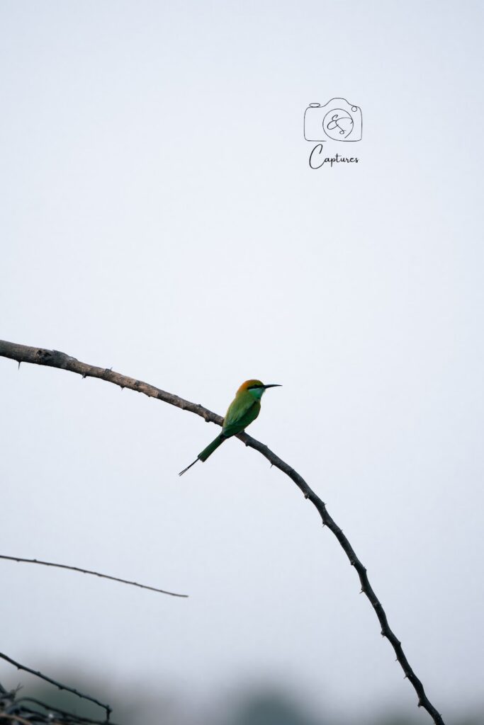 Birds photograph by SidduVerse — SID09143