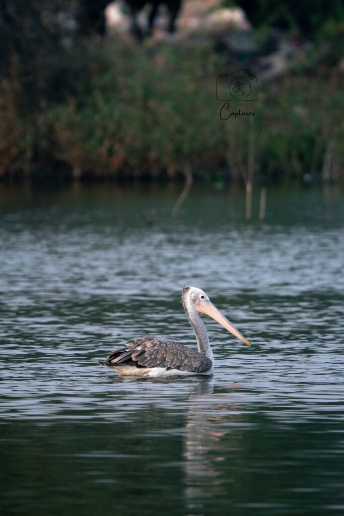 Birds photograph by SidduVerse — SID09146