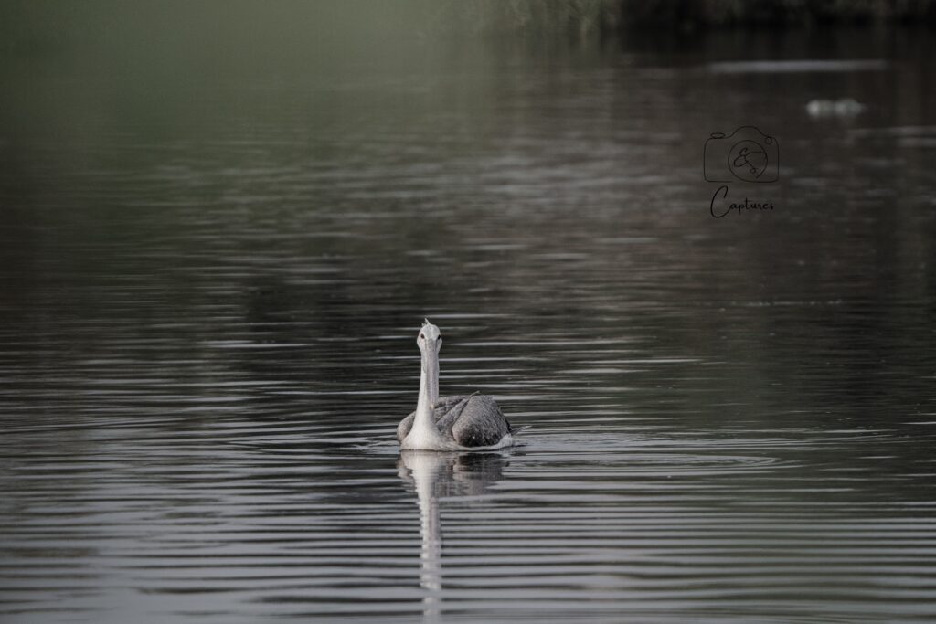 Birds photograph by SidduVerse — SID09159
