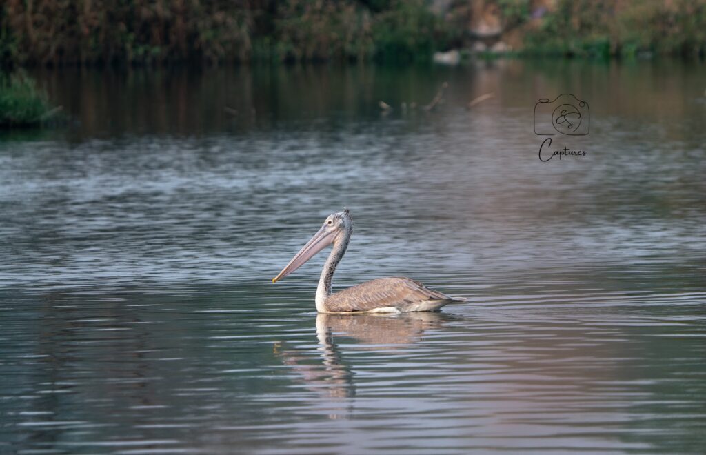 Birds photograph by SidduVerse — SID09161