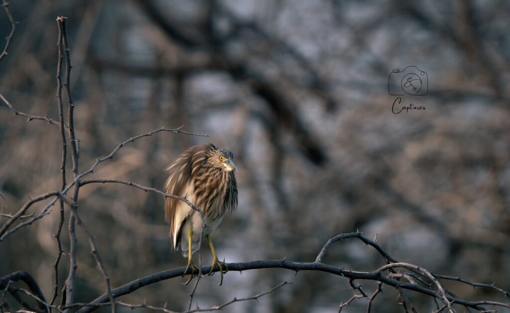 Birds photograph by SidduVerse — SID09168