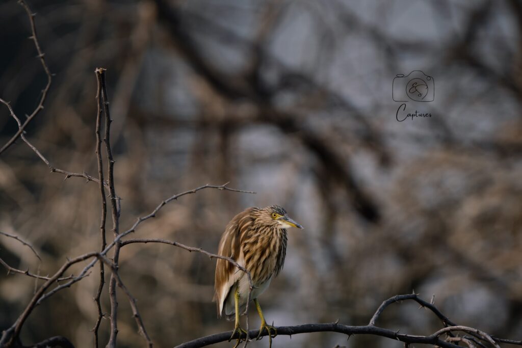 Birds photograph by SidduVerse — SID09169