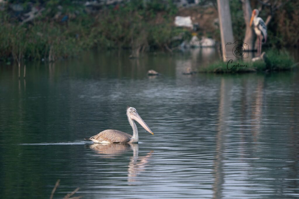 Birds photograph by SidduVerse — SID09170