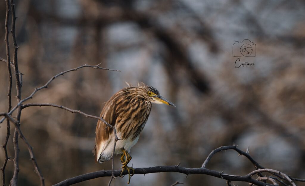 Birds photograph by SidduVerse — SID09171