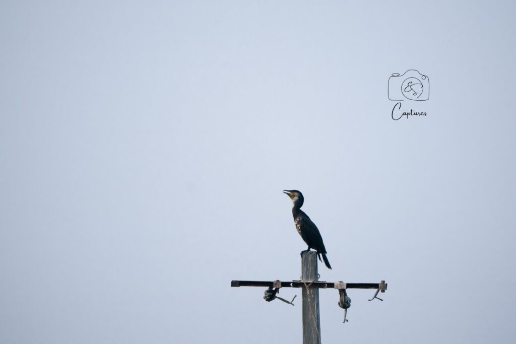 Birds photograph by SidduVerse — SID09175