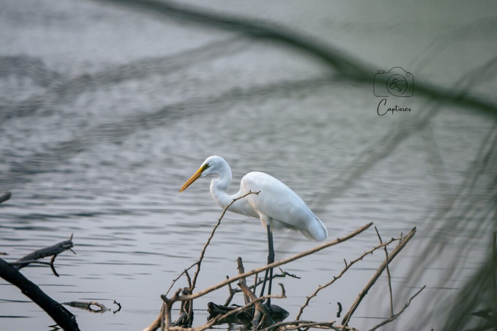 Birds photograph by SidduVerse — SID09178