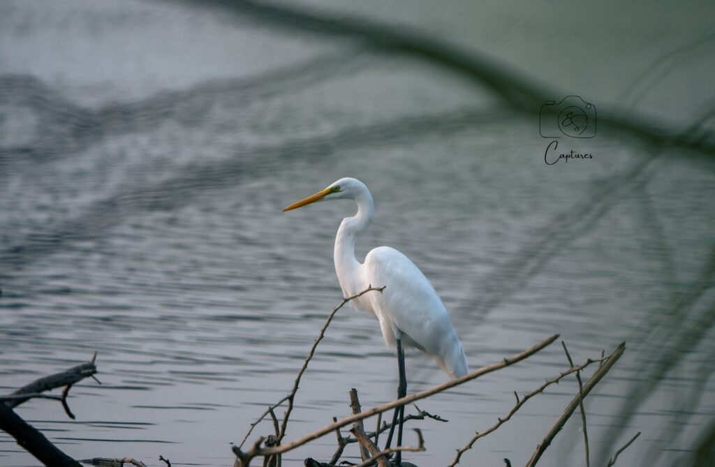Birds photograph by SidduVerse — SID09181