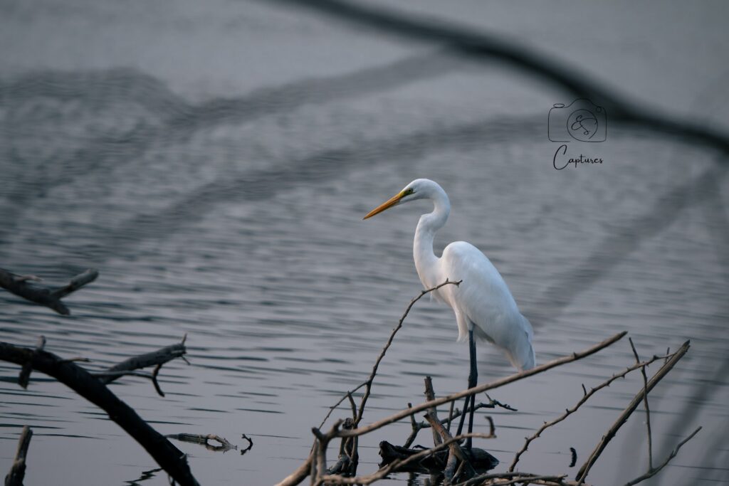 Birds photograph by SidduVerse — SID09182