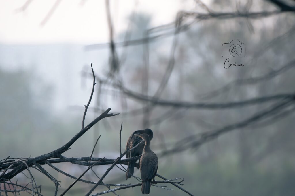 Birds photograph by SidduVerse — SID09200