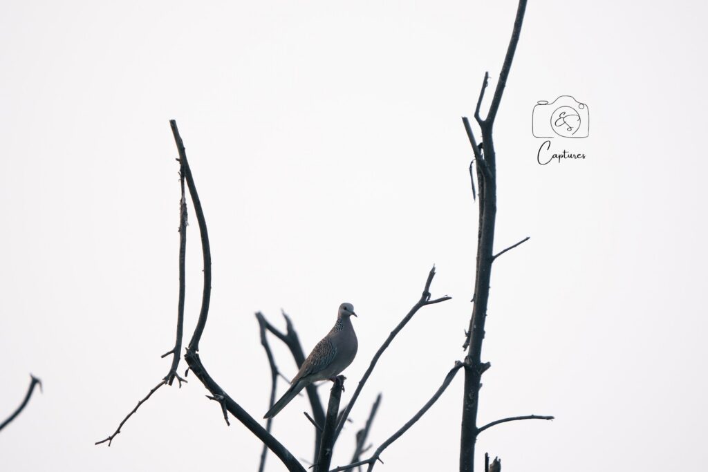 Birds photograph by SidduVerse — SID09201