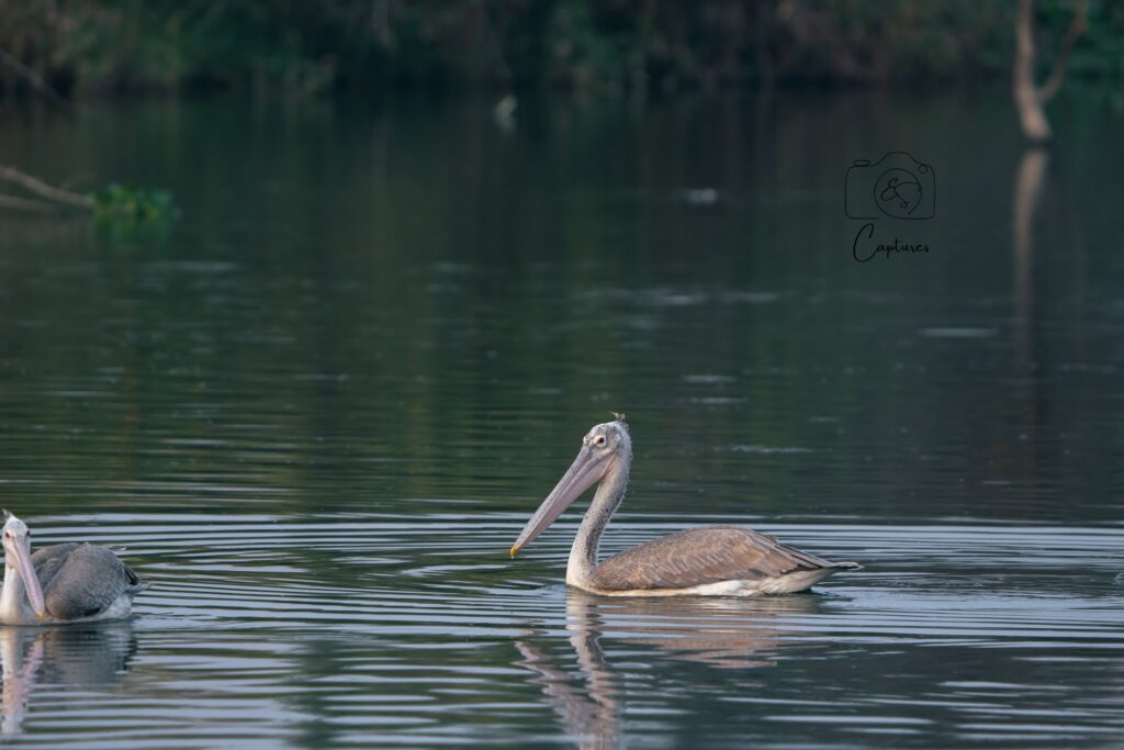 Birds photograph by SidduVerse — SID09214