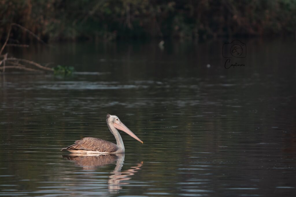 Birds photograph by SidduVerse — SID09224