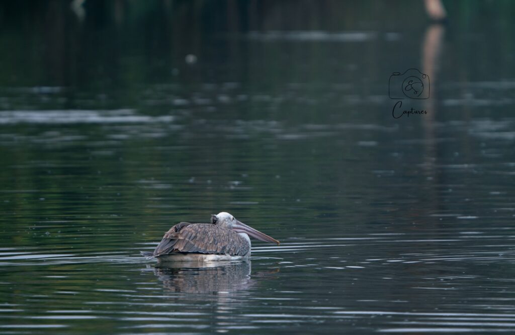 Birds photograph by SidduVerse — SID09226