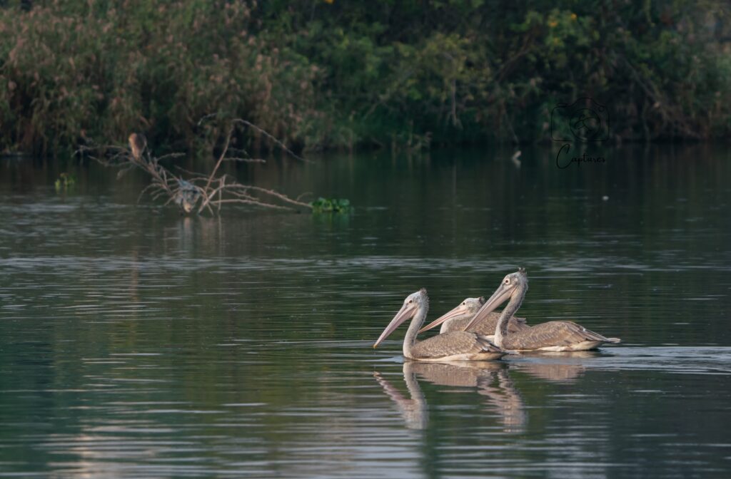 Birds photograph by SidduVerse — SID09227