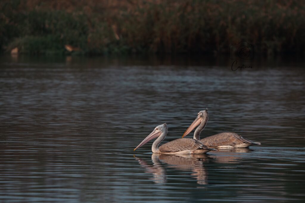 Birds photograph by SidduVerse — SID09229