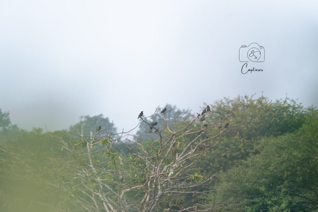 Birds photograph by SidduVerse — SID09265
