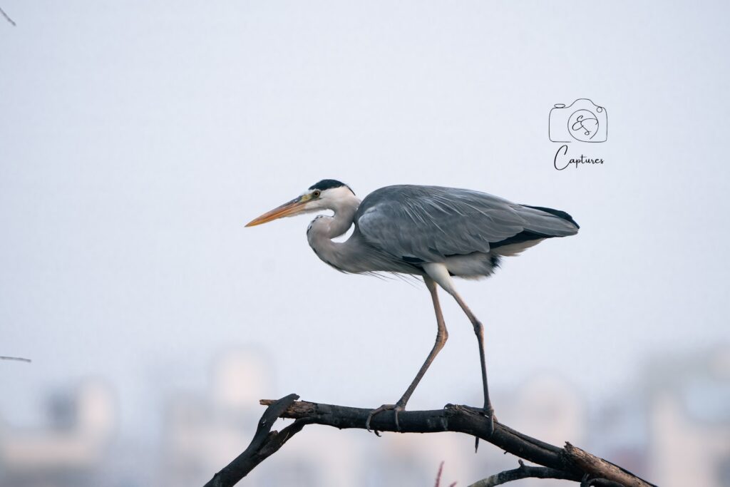 Birds photograph by SidduVerse — SID09279
