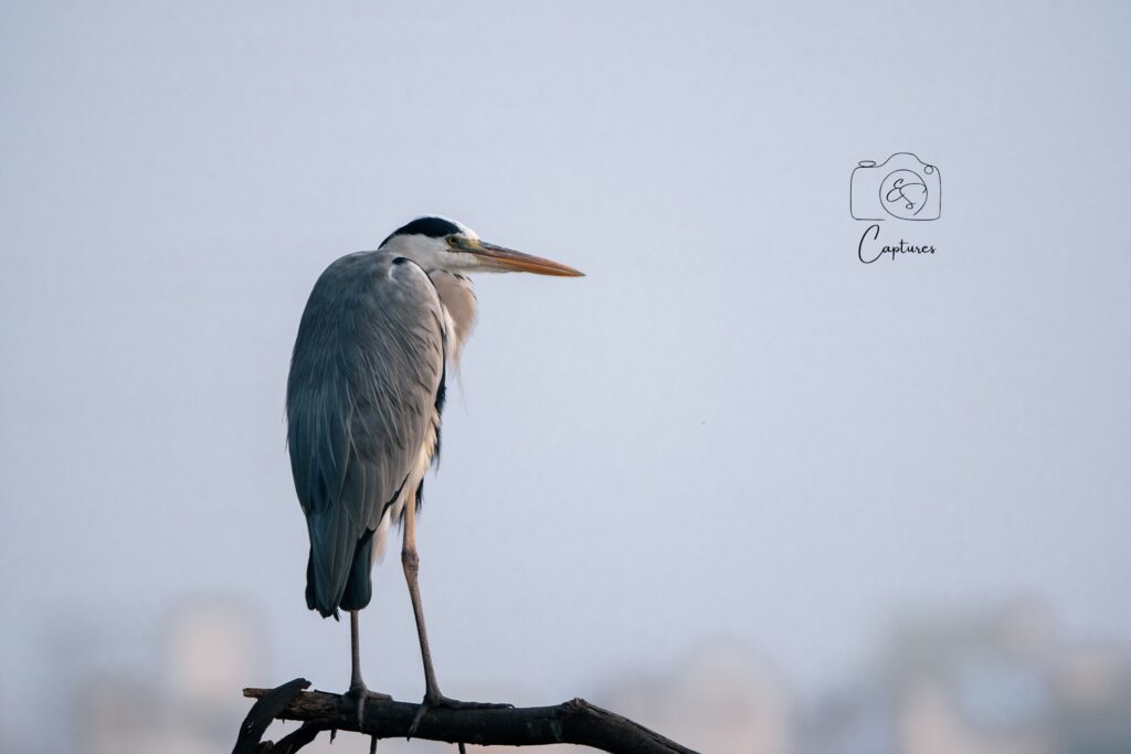 Birds photograph by SidduVerse — SID09295