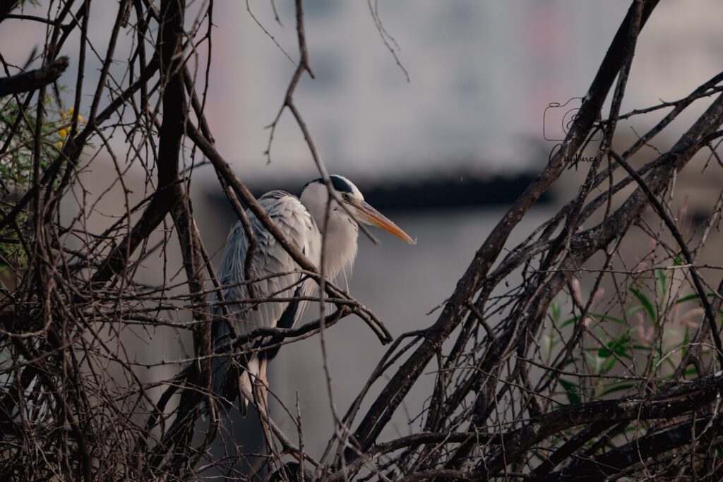 Birds photograph by SidduVerse — SID09306