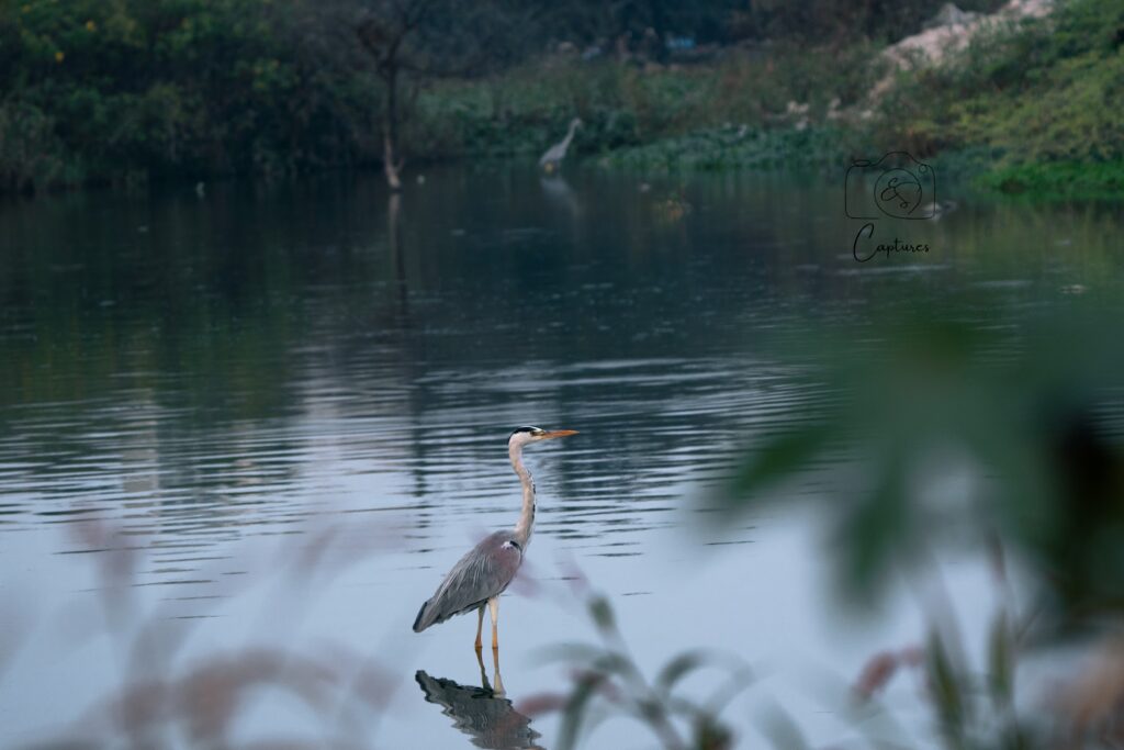 Birds photograph by SidduVerse — SID09311