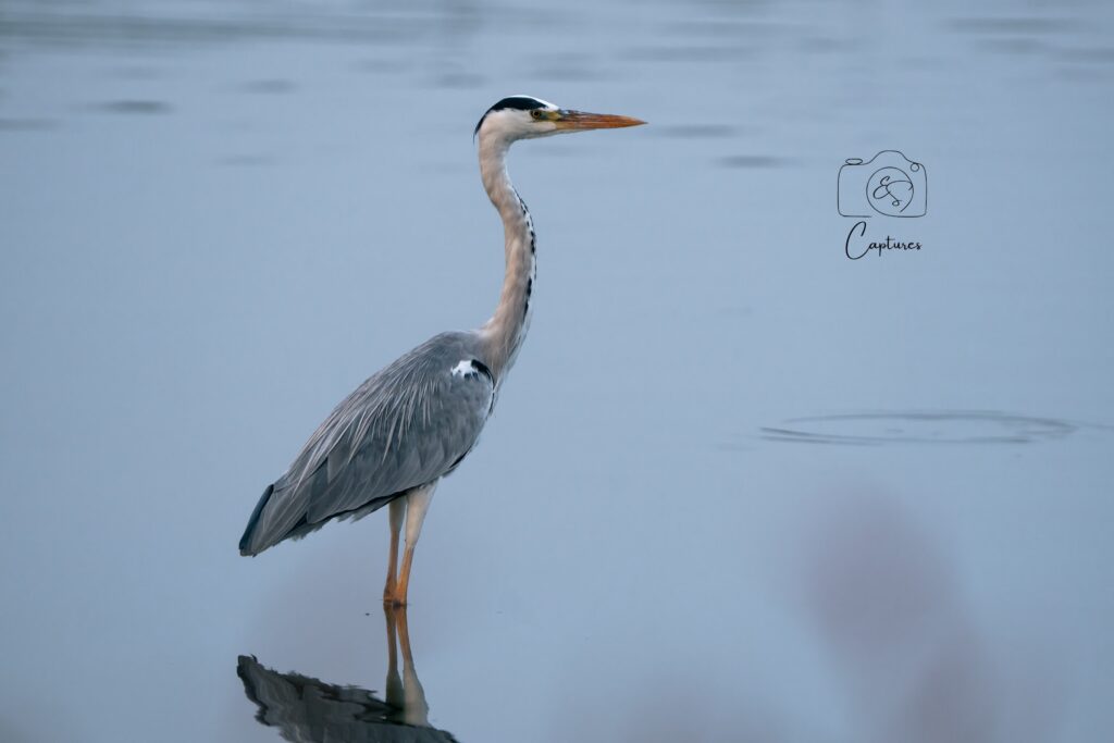 Birds photograph by SidduVerse — SID09317