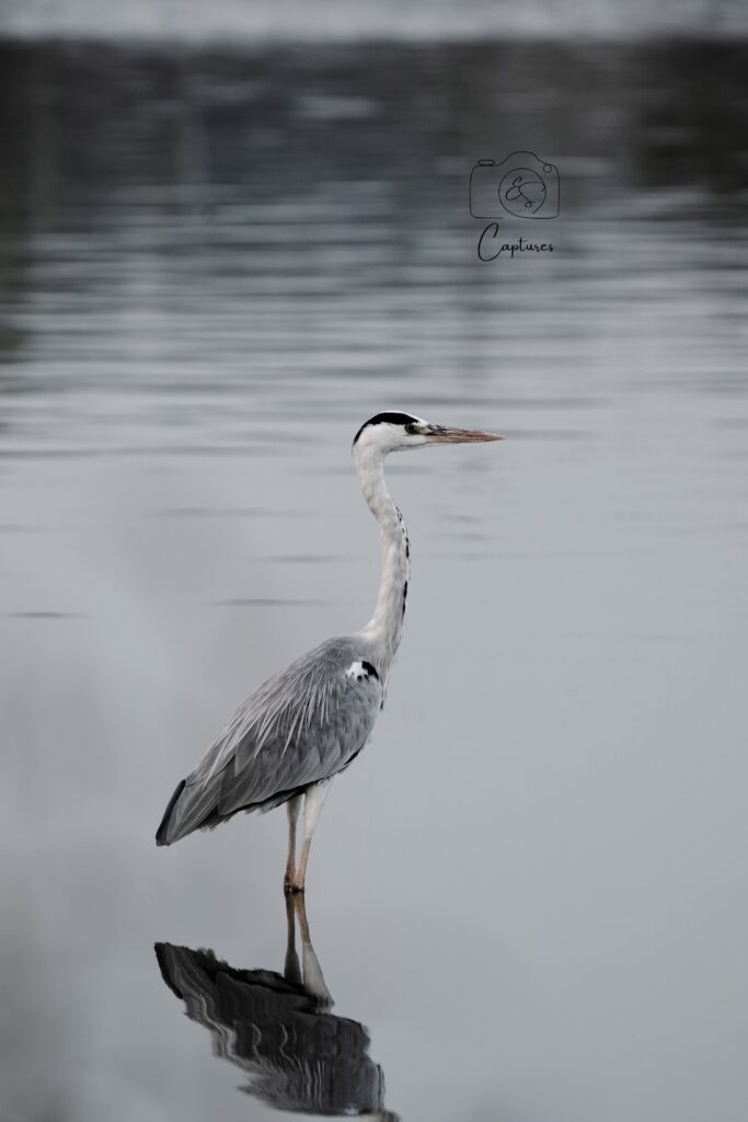 Birds photograph by SidduVerse — SID09329