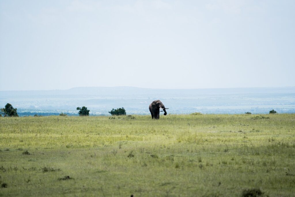 wildlife photograph by SidduVerse — SID00571