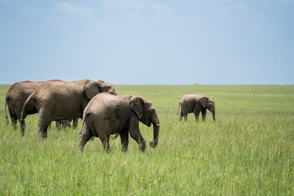 wildlife photograph by SidduVerse — SID00591