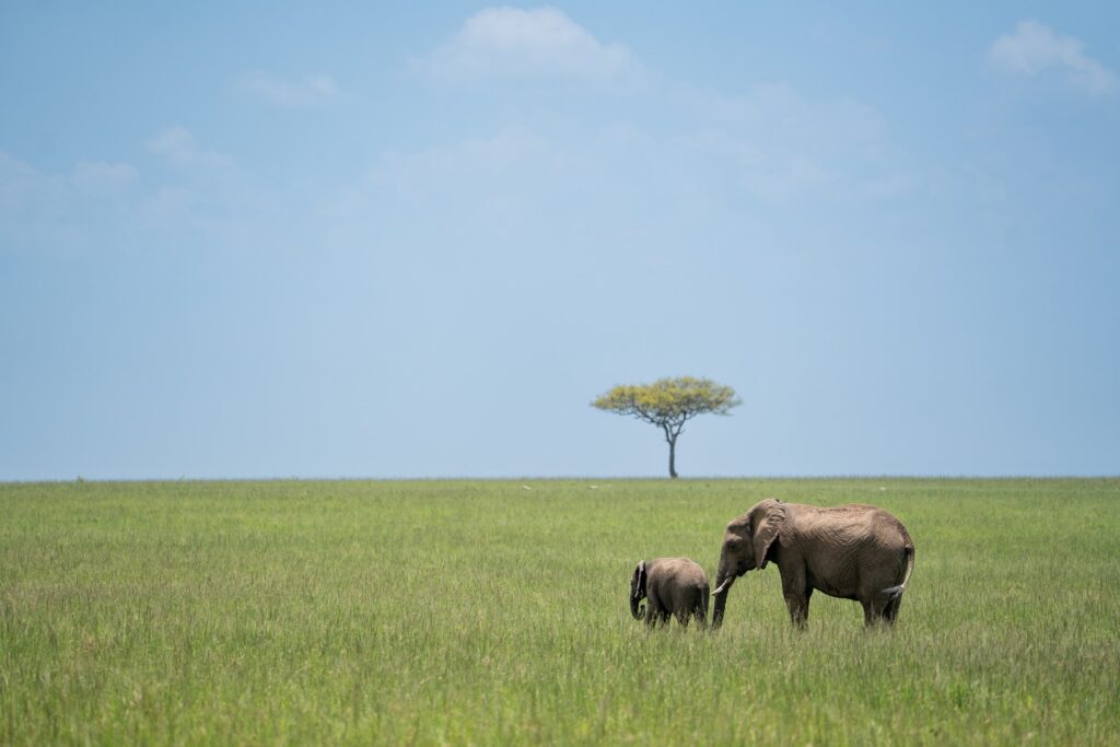 wildlife photograph by SidduVerse — SID00605
