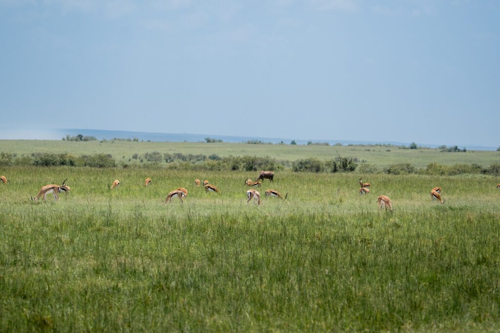 wildlife photograph by SidduVerse — SID00643