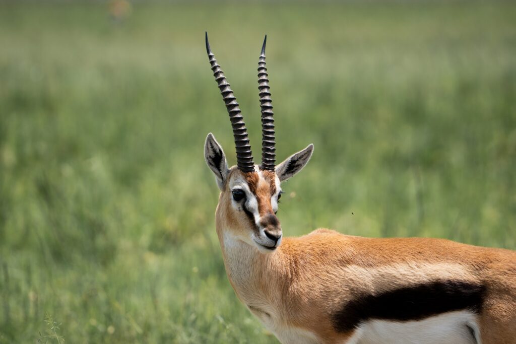 wildlife photograph by SidduVerse — SID00653