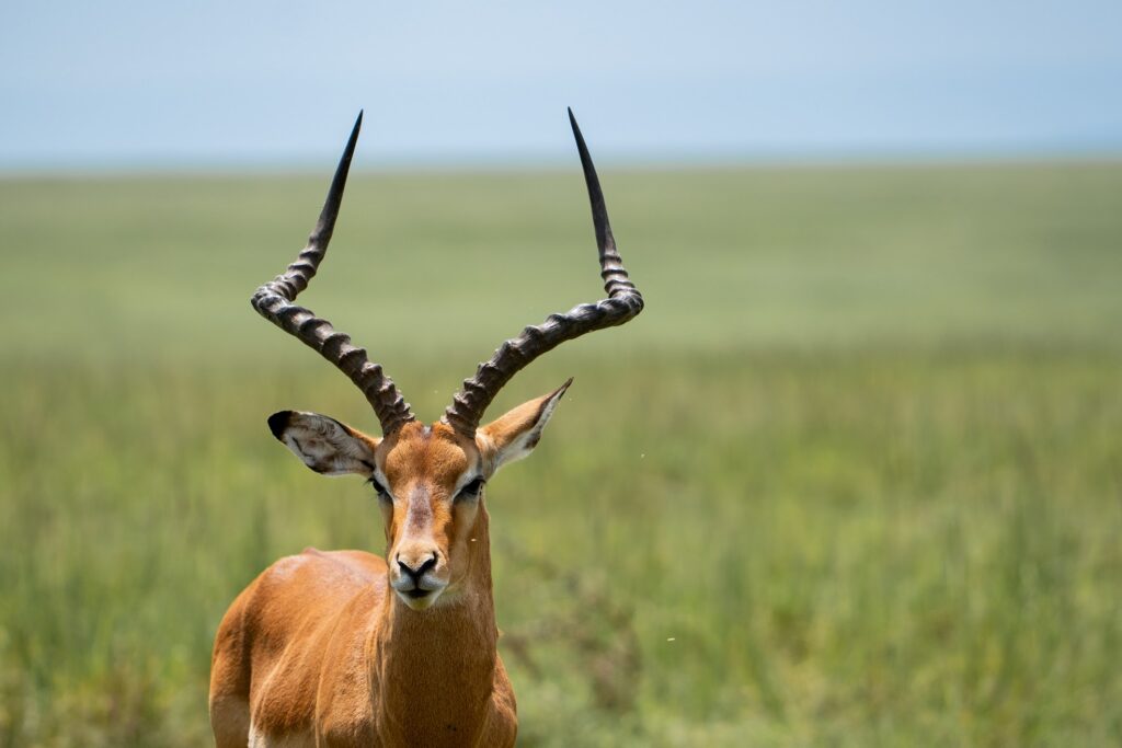 wildlife photograph by SidduVerse — SID00679