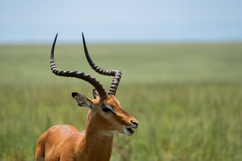 wildlife photograph by SidduVerse — SID00683