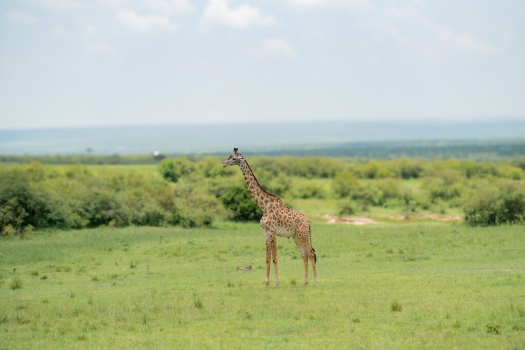 wildlife photograph by SidduVerse — SID05278